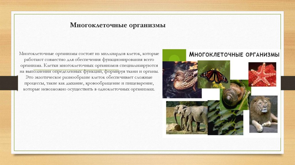 Многоклеточные организмы