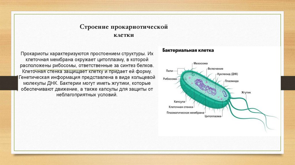 Строение прокариотической клетки