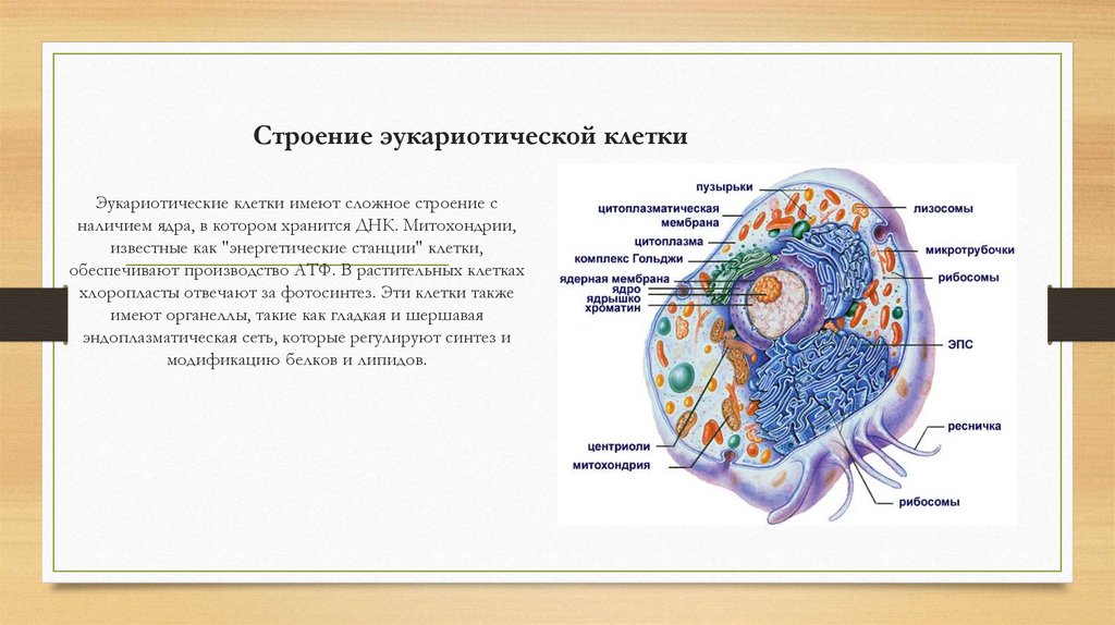 Строение эукариотической клетки