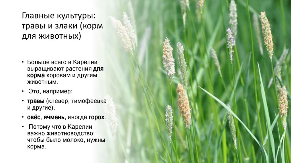 Главные культуры: травы и злаки (корм для животных)
