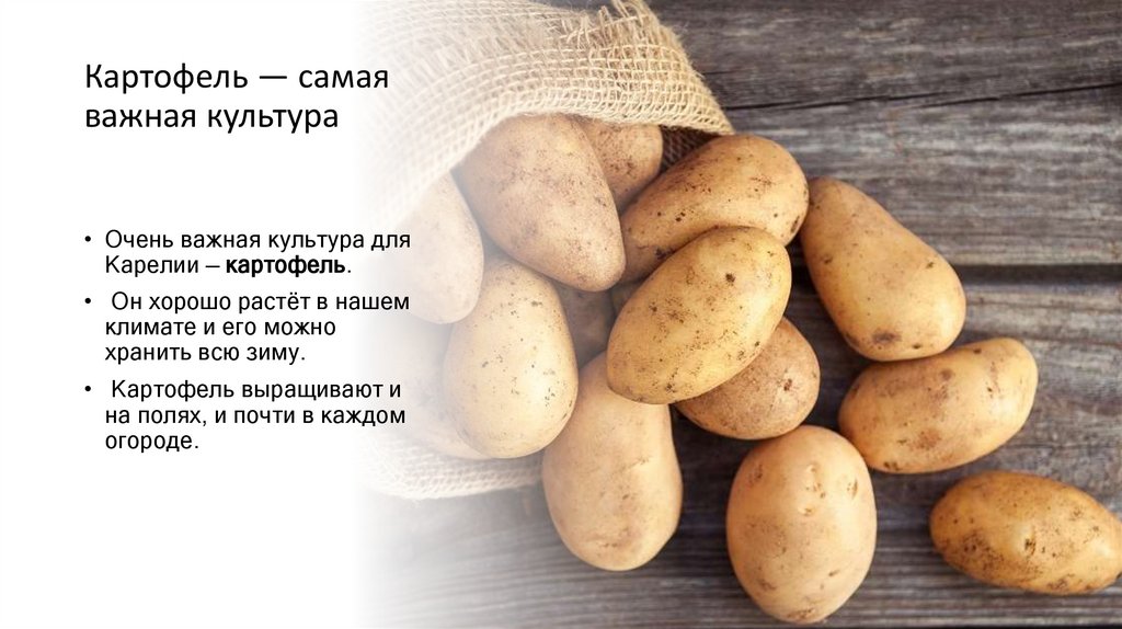 Картофель — самая важная культура