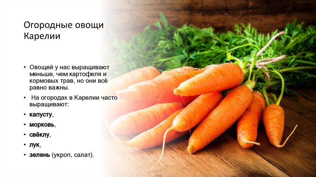 Огородные овощи Карелии