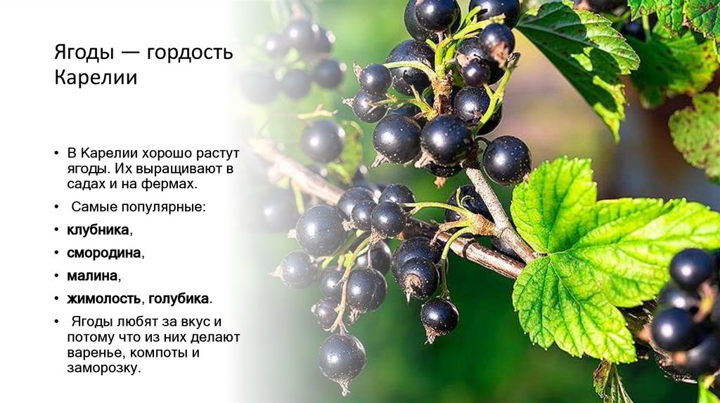 Ягоды — гордость Карелии