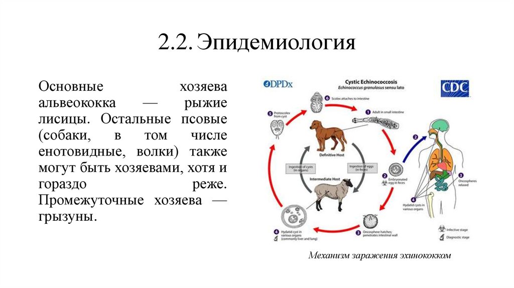 2.2. Эпидемиология
