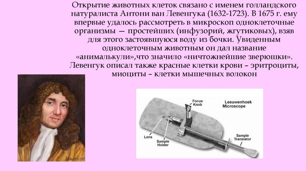 Открытие животных клеток связано с именем голландского натуралиста Антони ван Левенгука (1632-1723). В 1675 г. ему впервые