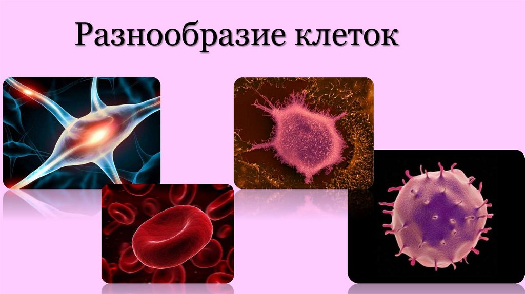 Разнообразие клеток