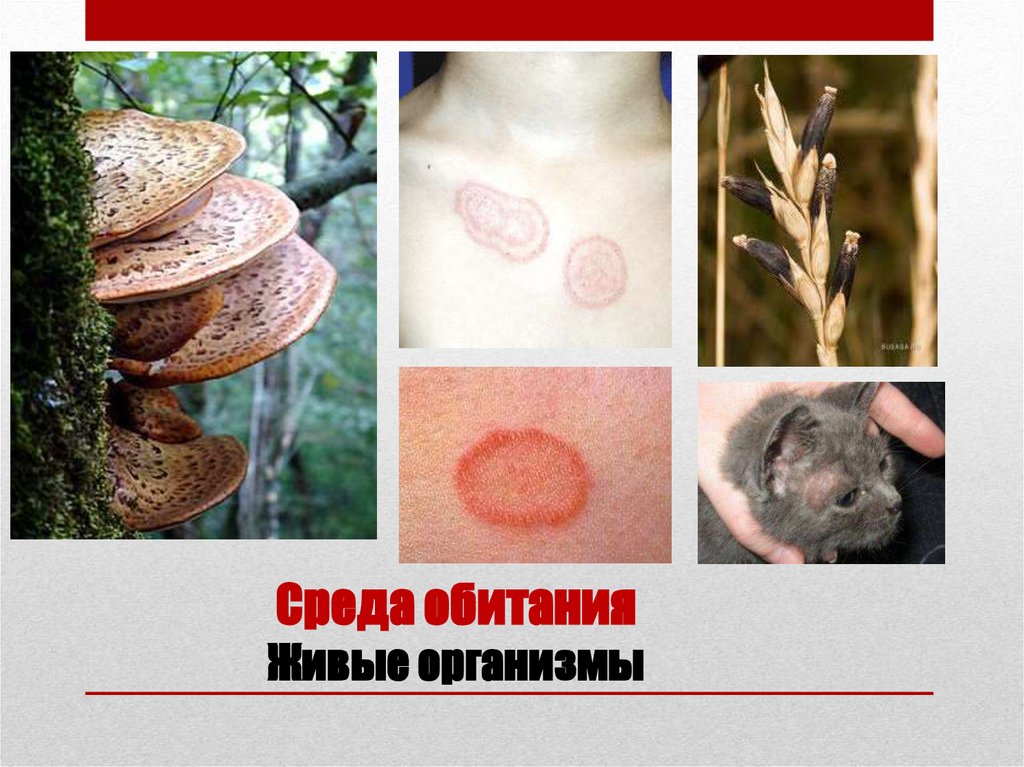 Среда обитания Живые организмы