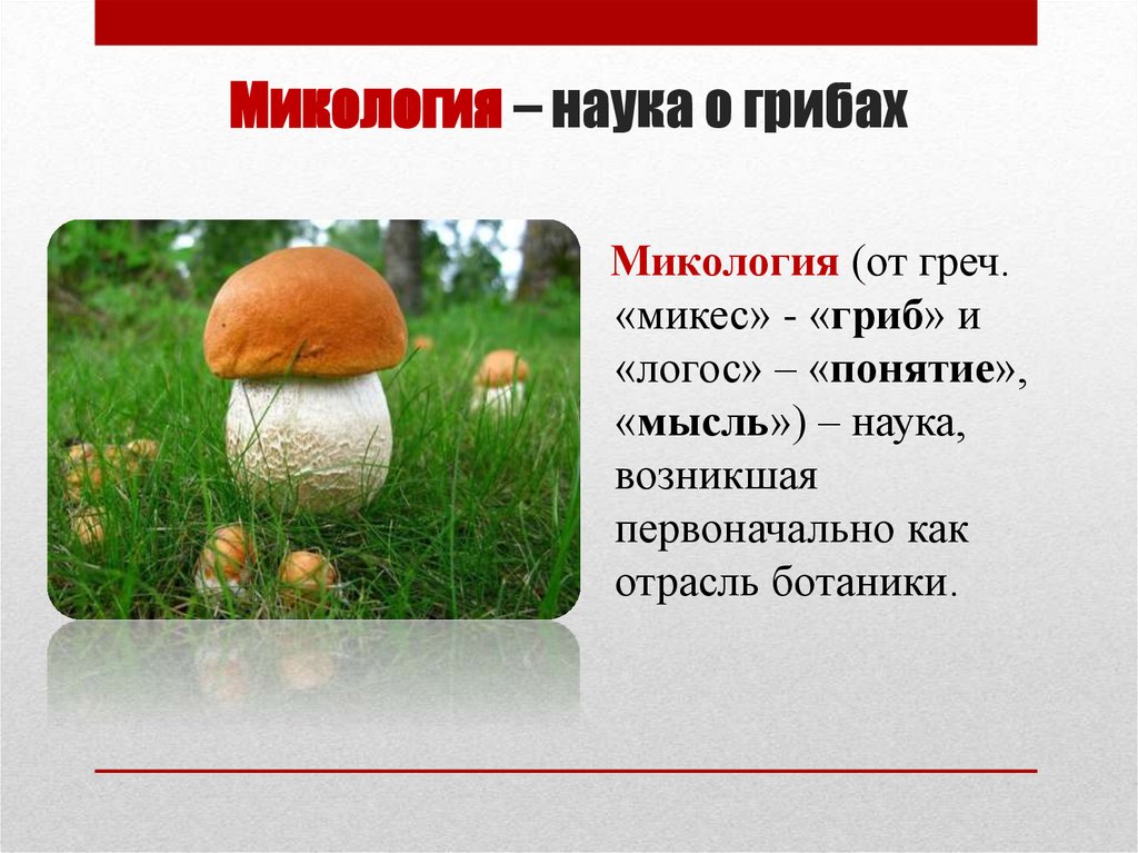 Микология – наука о грибах