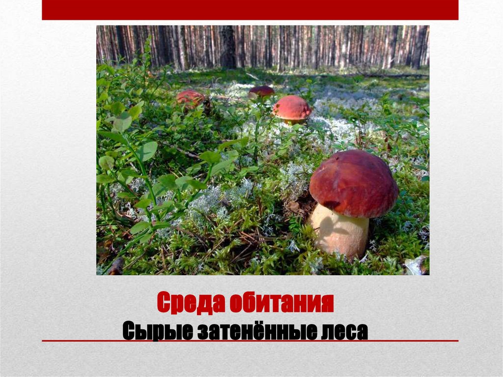 Среда обитания Сырые затенённые леса