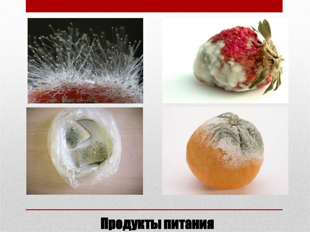 Продукты питания