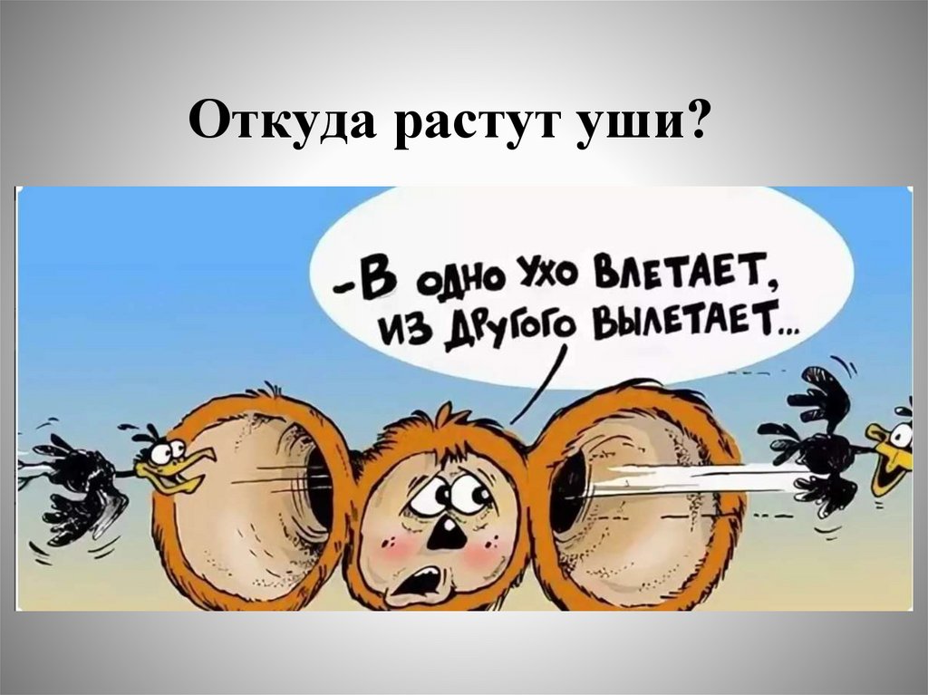 Откуда растут уши?