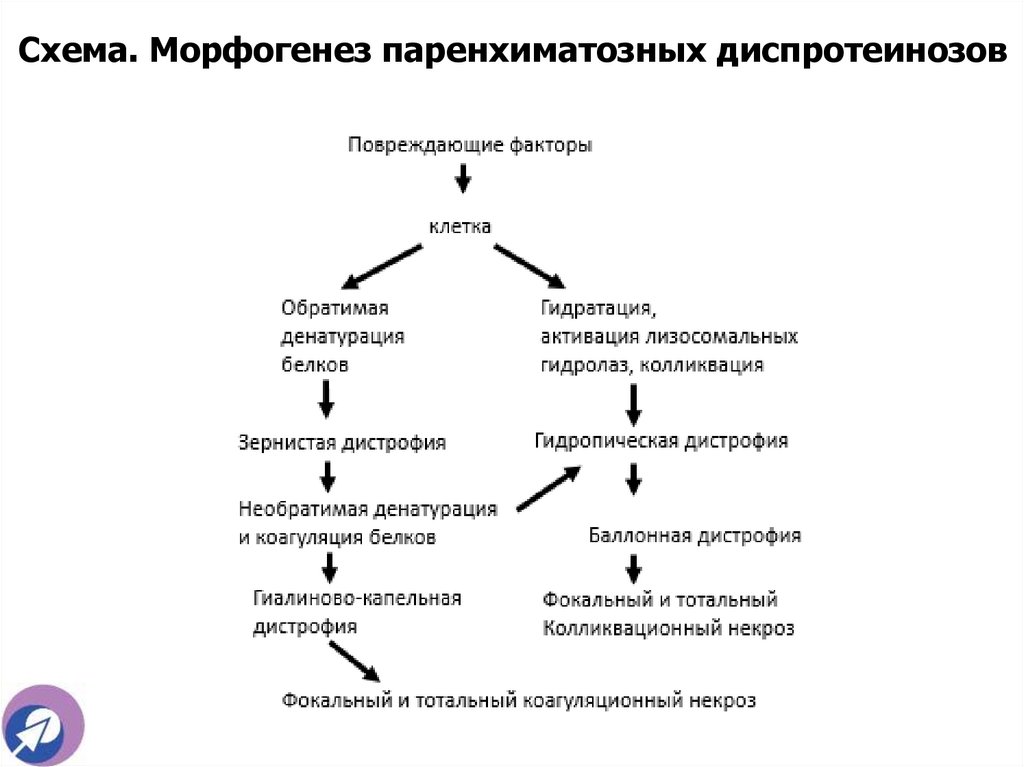 Схема. Морфогенез паренхиматозных диспротеинозов