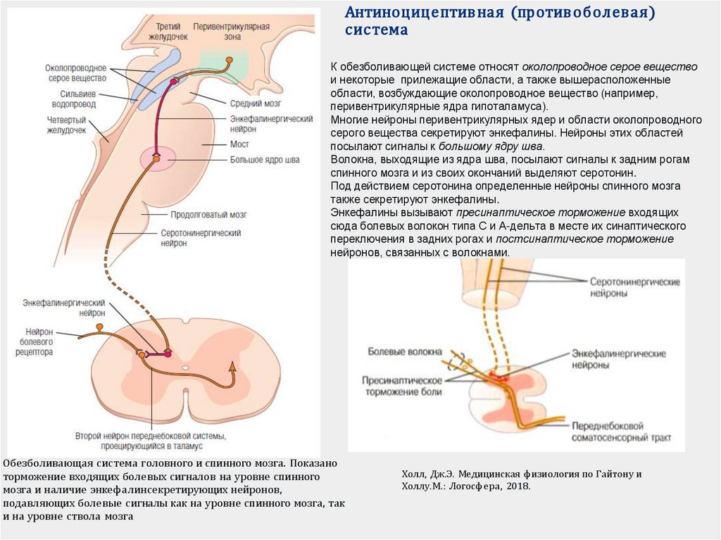 Антиноцицептивная (противоболевая) система