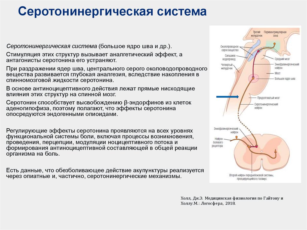 Серотонинергическая система