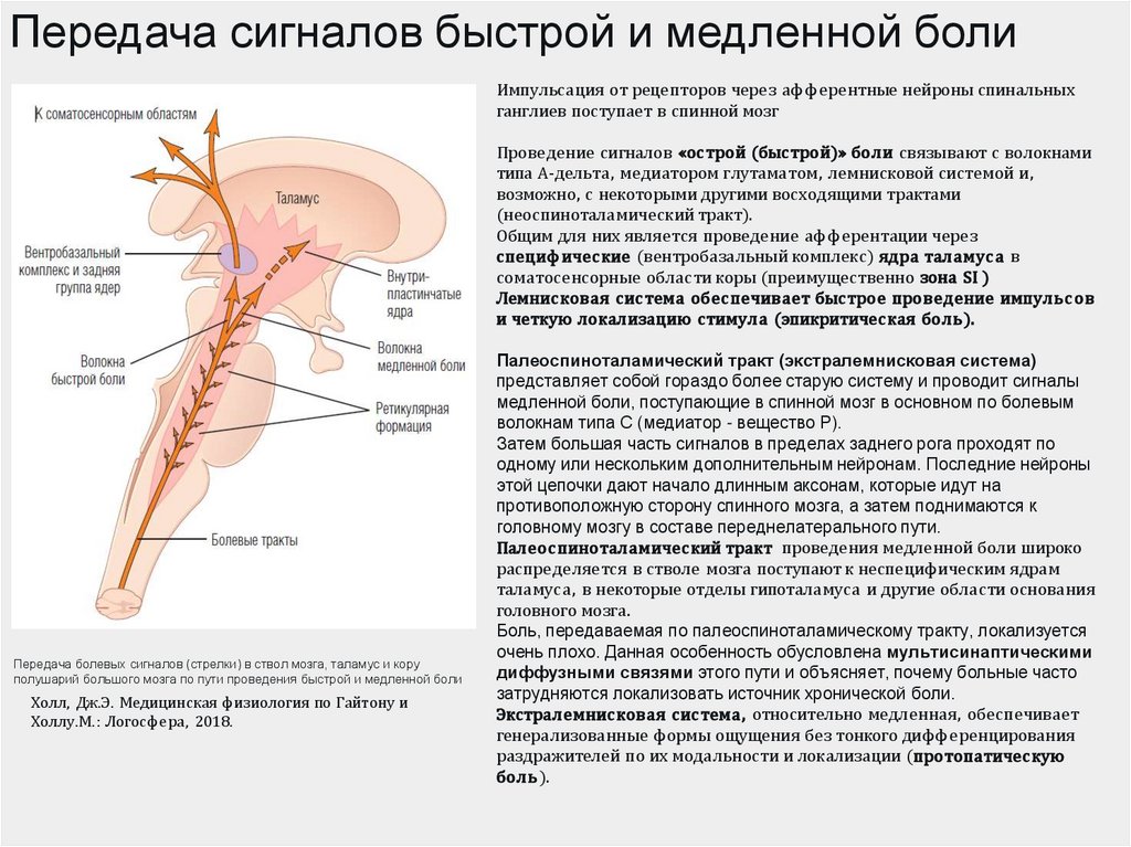 Передача сигналов быстрой и медленной боли