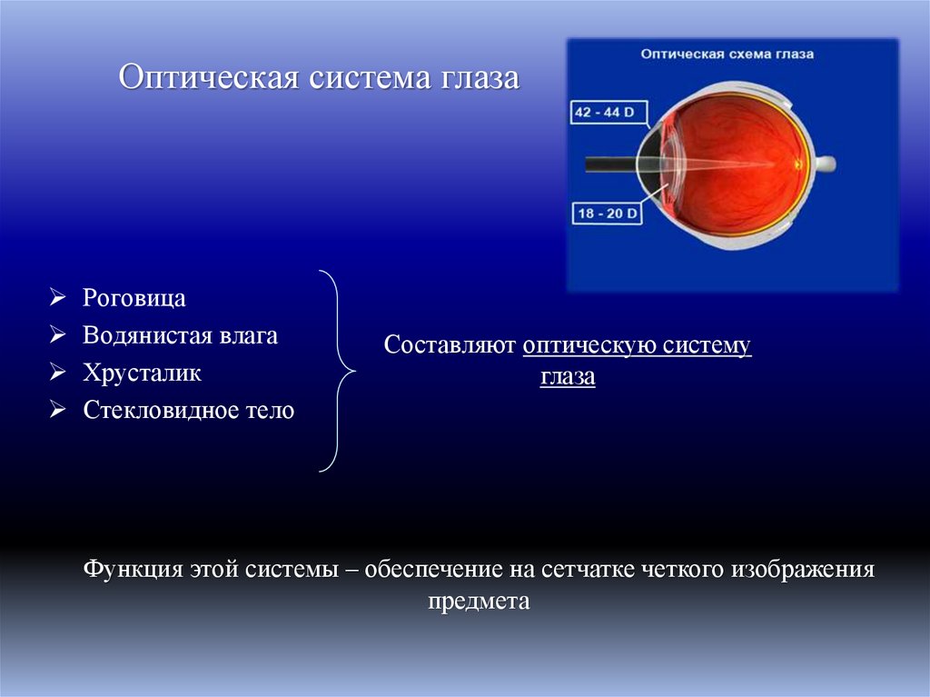 Оптическая система глаза