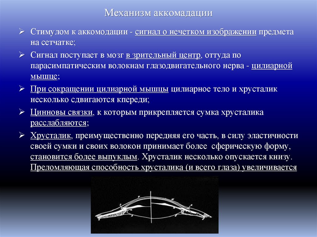 Механизм аккомадации