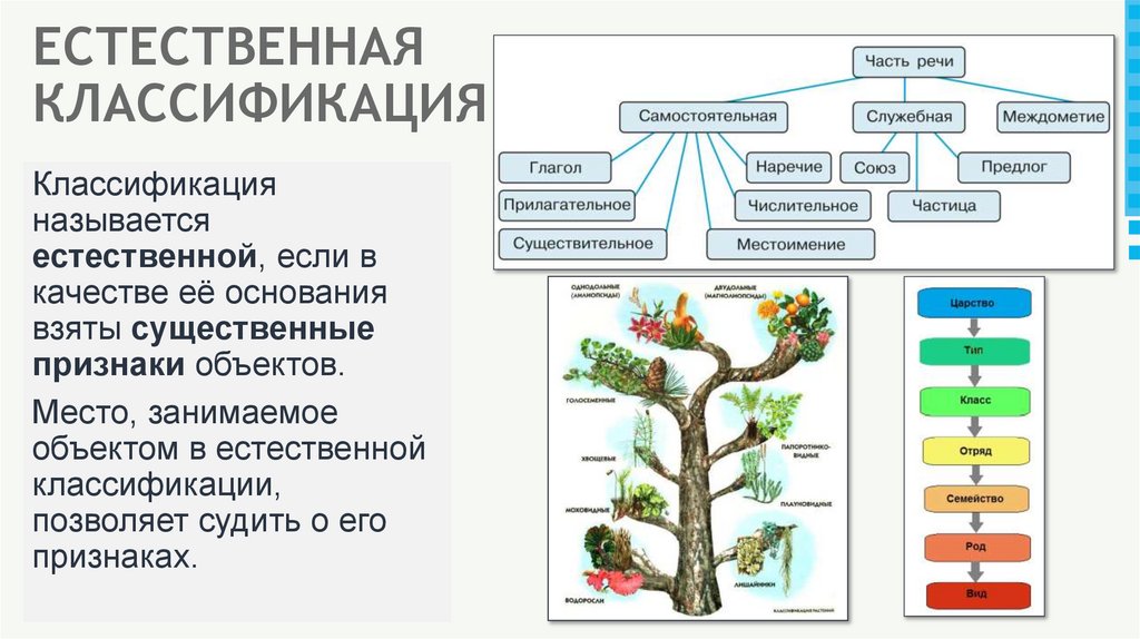ЕСТЕСТВЕННАЯ КЛАССИФИКАЦИЯ