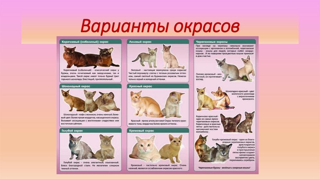 Варианты окрасов