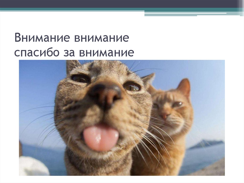 Внимание внимание спасибо за внимание