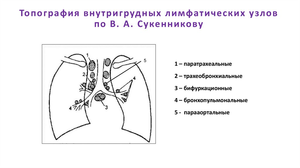 Топография внутригрудных лимфатических узлов по В. А. Сукенникову