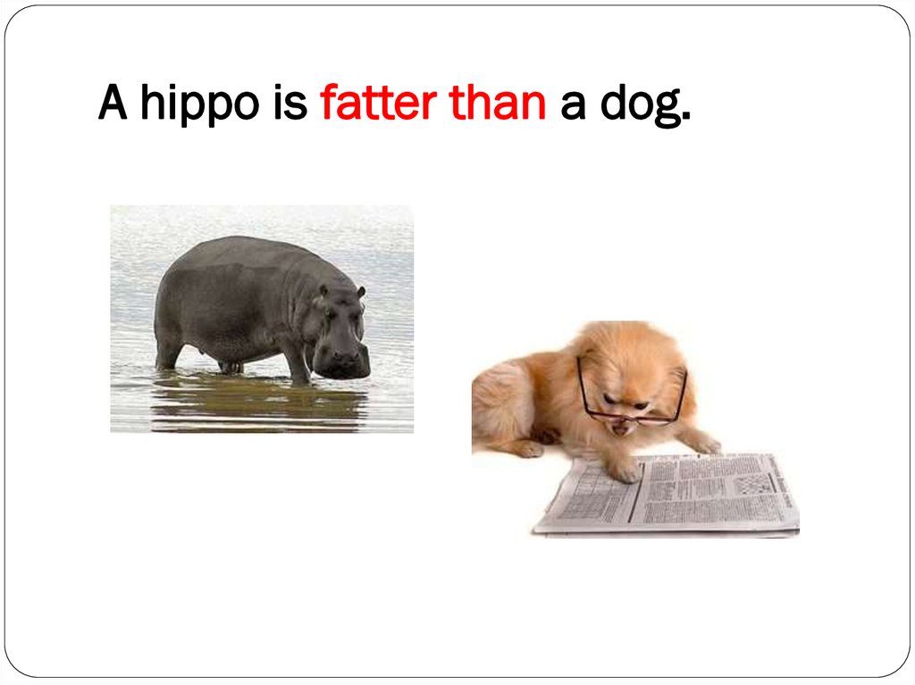 A hippo is fatter than a dog.
