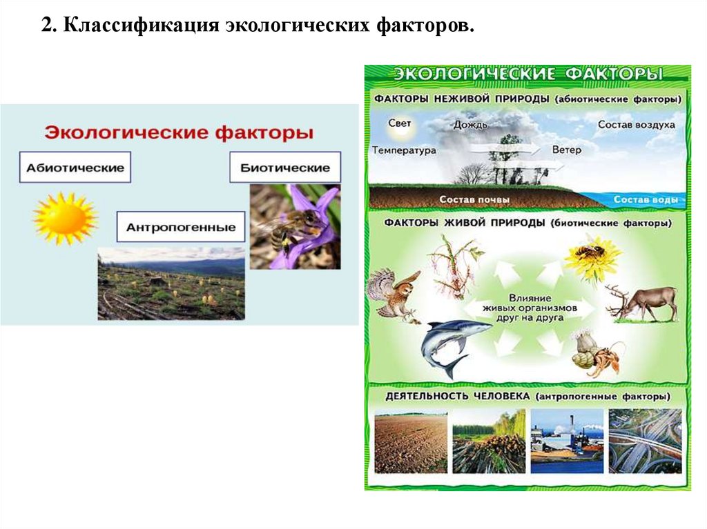 2. Классификация экологических факторов.