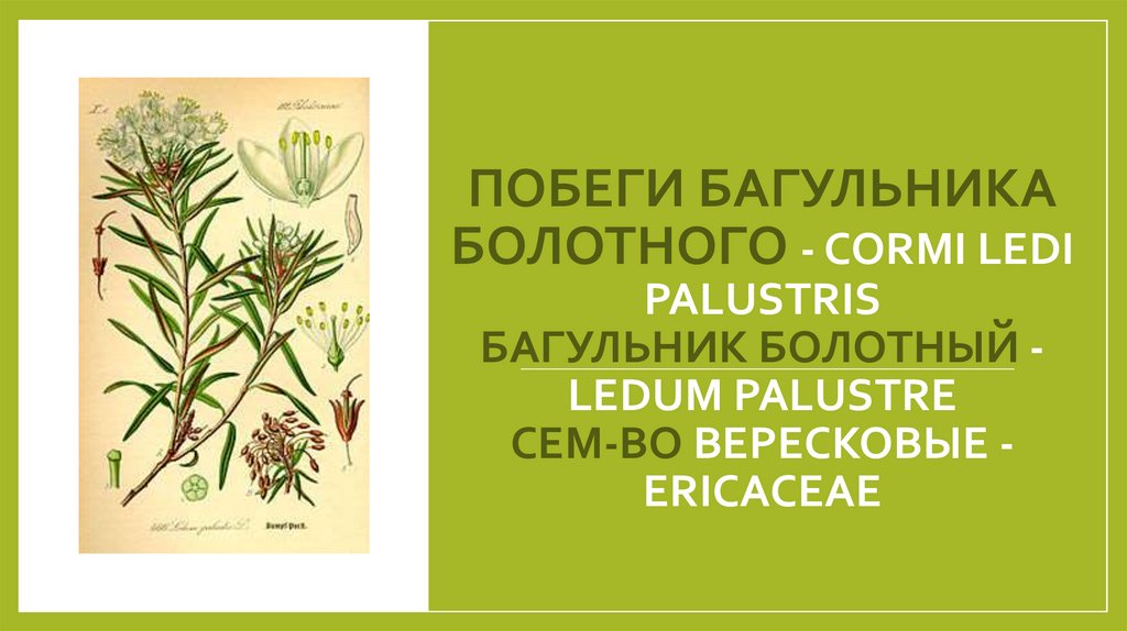 Побеги багульника болотного - Cormi Ledi palustris Багульник болотный - Ledum palustre Сем-во вересковые - Ericaceae
