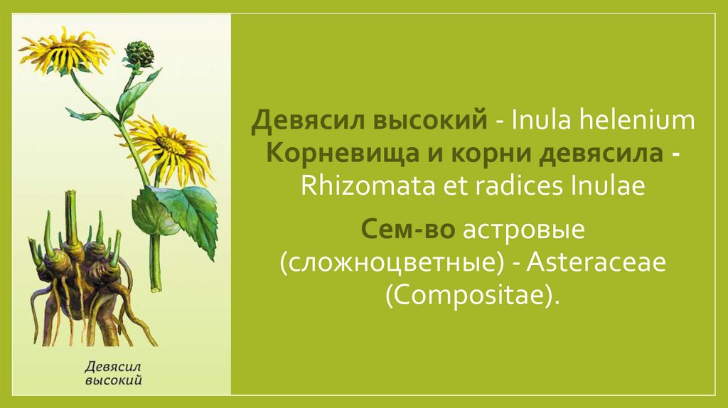 Девясил высокий - Inula helenium Корневища и корни девясила - Rhizomata et radices Inulae Сем-во астровые (сложноцветные) -