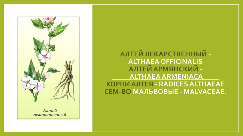 АЛТЕЙ ЛЕКАРСТВЕННЫЙ - ALTHAEA OFFICINALIS  АЛТЕЙ АРМЯНСКИЙ - ALTHAEA ARMENIACA Корни алтея - Radices Althaeae Сем-во мальвовые