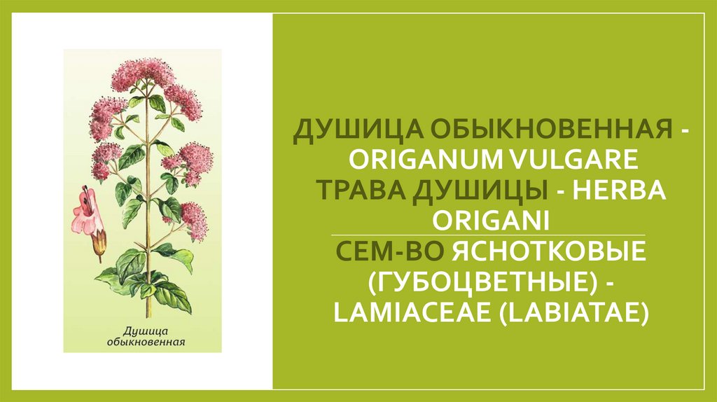 ДУШИЦА ОБЫКНОВЕННАЯ - ORIGANUM VULGARE Трава душицы - Herba Origani Сем-во яснотковые (губоцветные) - Lamiaceae (Labiatae)