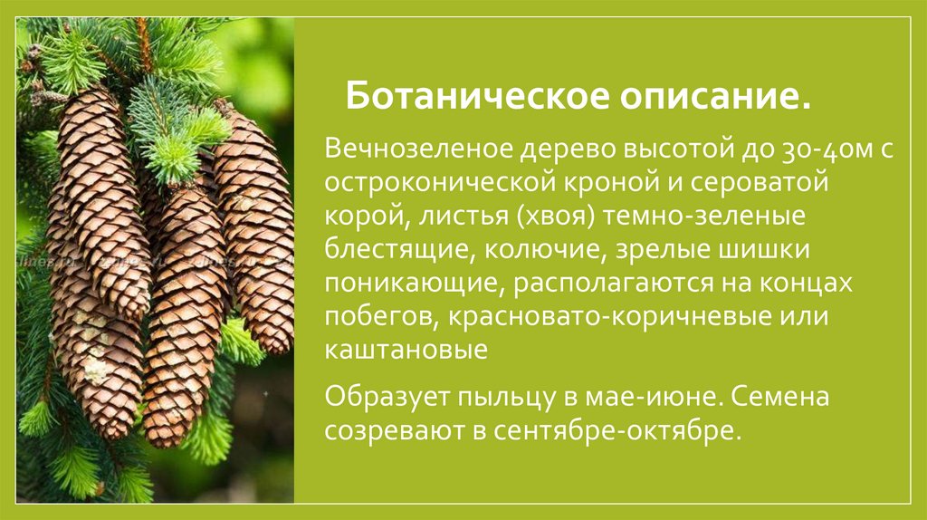 Ботаническое описание. 