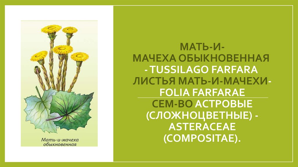 МАТЬ-И-МАЧЕХА ОБЫКНОВЕННАЯ - TUSSILAGO FARFARA  Листья мать-и-мачехи- Folia Farfarae Сем-во астровые (сложноцветные) -