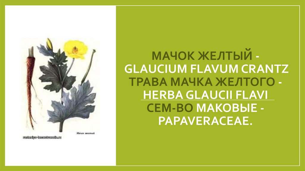 МАЧОК ЖЕЛТЫЙ - GLAUCIUM FLAVUM CRANTZ Трава мачка желтого - Herba Glaucii flavi Сем-во маковые - Papaveraceae.