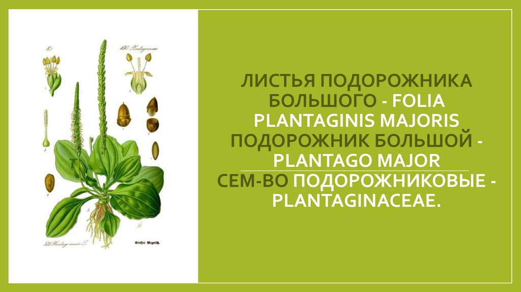 Листья подорожника большого - Folia Plantaginis majoris Подорожник большой - Plantago major Сем-во подорожниковые -
