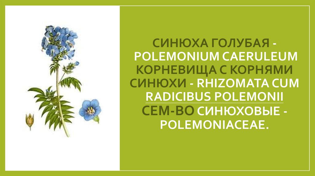 СИНЮХА ГОЛУБАЯ - POLEMONIUM CAERULEUM Корневища с корнями синюхи - Rhizomata cum radicibus Polemonii Сем-во синюховые -
