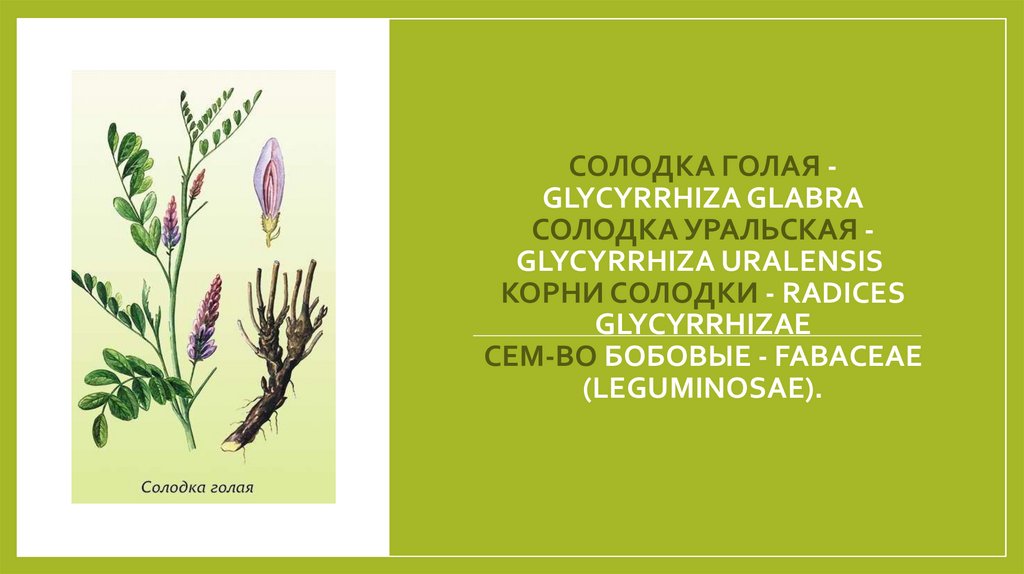 СОЛОДКА ГОЛАЯ - GLYCYRRHIZA GLABRA СОЛОДКА УРАЛЬСКАЯ - GLYCYRRHIZA URALENSIS  Корни солодки - Radices Glycyrrhizae Сем-во