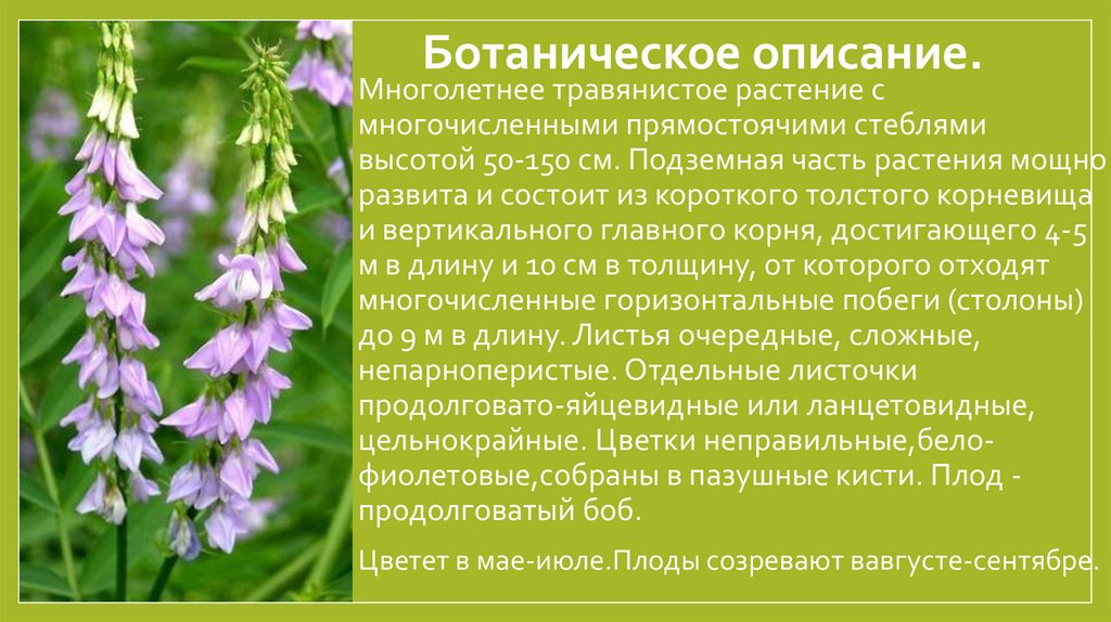 Ботаническое описание.