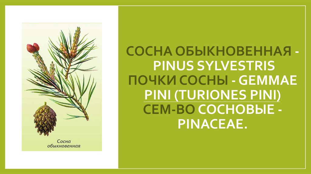 СОСНА ОБЫКНОВЕННАЯ - PINUS SYLVESTRIS Почки сосны - Gemmae Pini (Turiones Pini) Сем-во сосновые - Pinaceae.