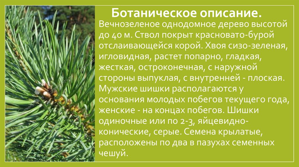 Ботаническое описание. 