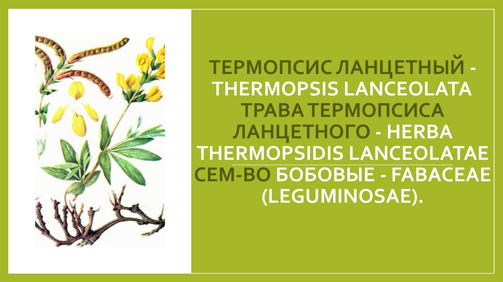 ТЕРМОПСИС ЛАНЦЕТНЫЙ - THERMOPSIS LANCEOLATA  Трава термопсиса ланцетного - Herba Thermopsidis lanceolatae Сем-во бобовые -