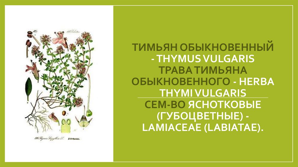ТИМЬЯН ОБЫКНОВЕННЫЙ - THYMUS VULGARIS Трава тимьяна обыкновенного - Herba Thymi vulgaris Сем-во яснотковые (губоцветные) -