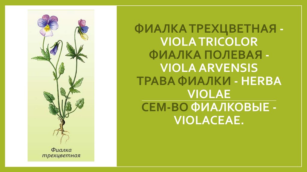 ФИАЛКА ТРЕХЦВЕТНАЯ - VIOLA TRICOLOR ФИАЛКА ПОЛЕВАЯ - VIOLA ARVENSIS Трава фиалки - Herba Violae Сем-во фиалковые - Violaceae.