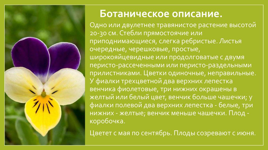 Ботаническое описание.