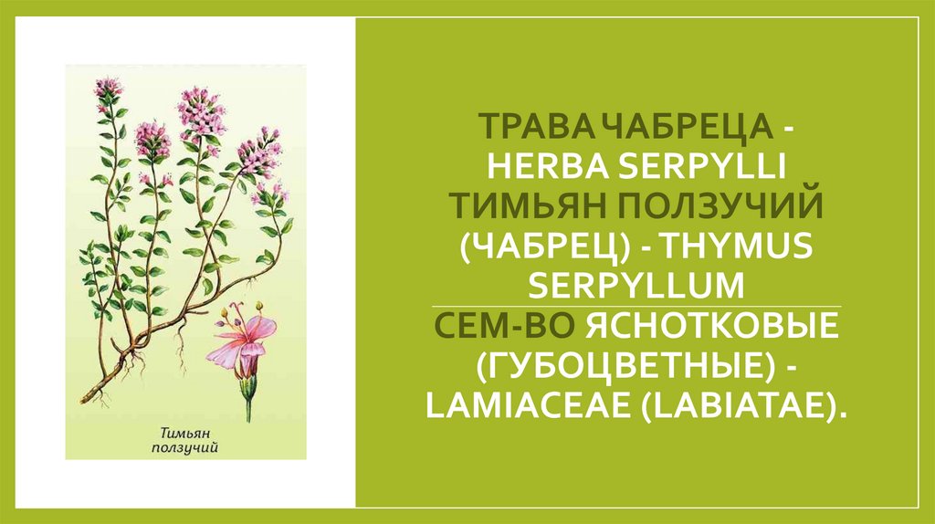 Трава чабреца - Herba Serpylli Тимьян ползучий (чабрец) - Thymus serpyllum Сем-во яснотковые (губоцветные) - Lamiaceae