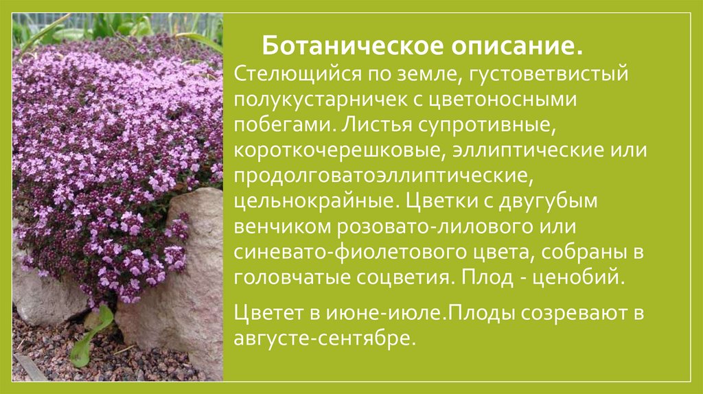 Ботаническое описание.