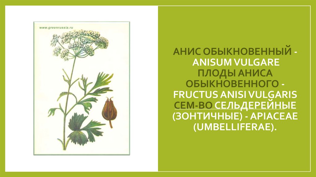 АНИС ОБЫКНОВЕННЫЙ - ANISUM VULGARE Плоды аниса обыкновенного - Fructus Anisi vulgaris Сем-во сельдерейные (зонтичные) -