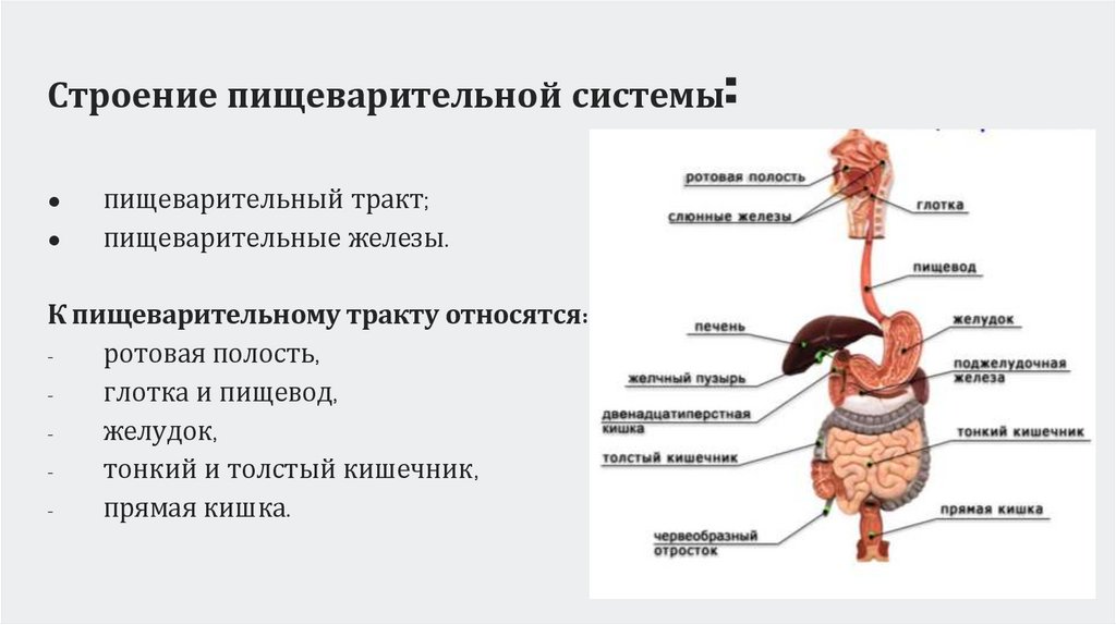 Строение пищеварительной системы: