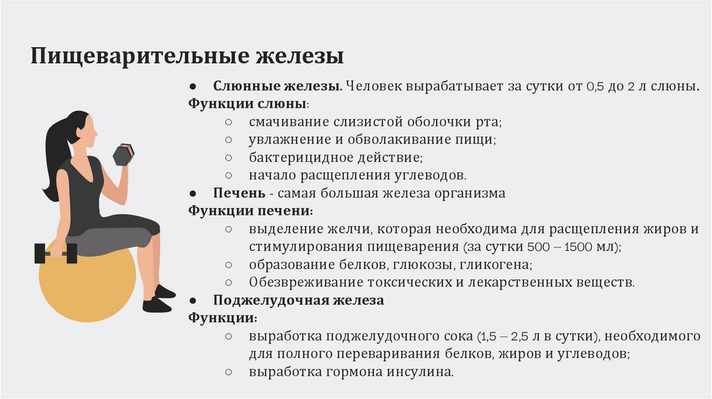 Пищеварительные железы