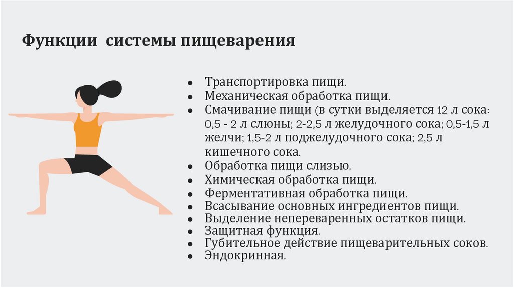 Функции системы пищеварения